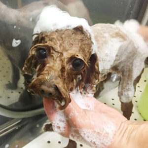 シャンプートイプー