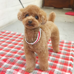 仕上がりトイプー