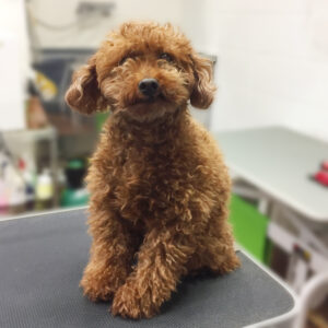 よろしくトイプー