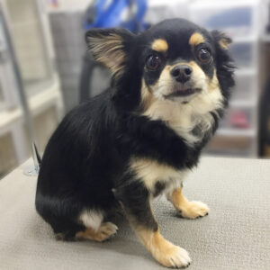 よろしくチワワ