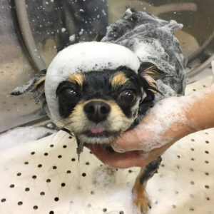 シャンプーチワワ