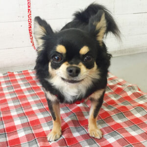 仕上がりチワワ