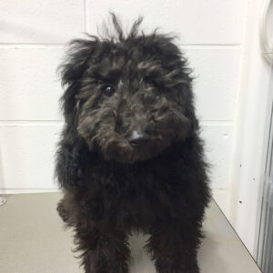 よろしくトイプー