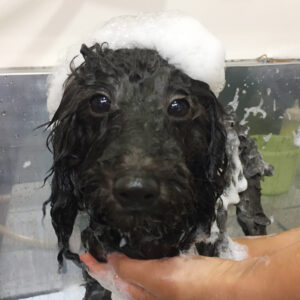 シャンプートイプー