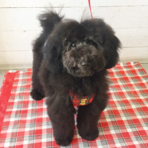 仕上がりトイプー