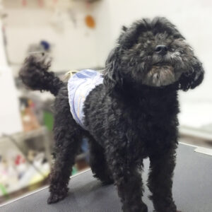 よろしくトイプー