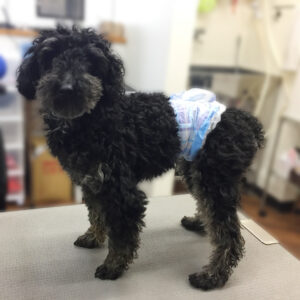 よろしくトイプー