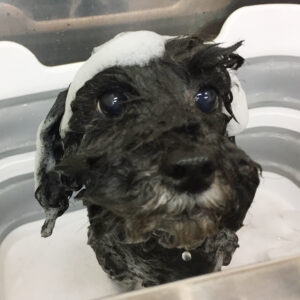 シャンプートイプー