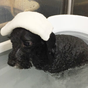 お風呂トイプー