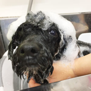 シャンプートイプー