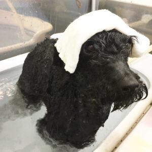 お風呂トイプー