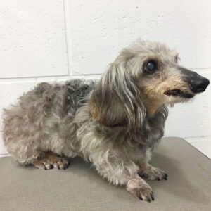 よろしくダックス