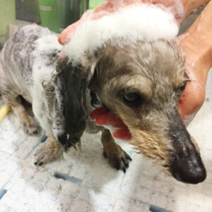 シャンプーダックス