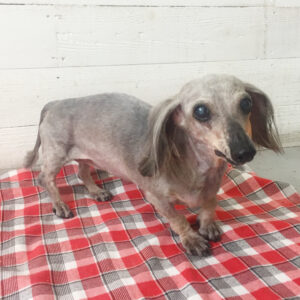 仕上がりダックス