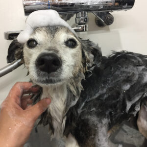 シャンプーミックス