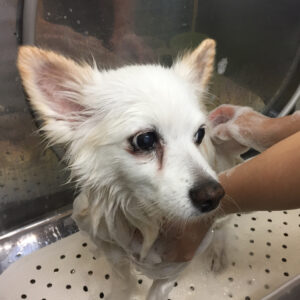 シャンプーミックス