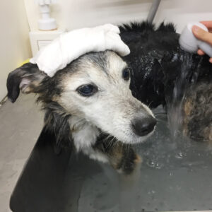 お風呂ミックス