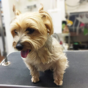 ジャッキーちゃんカット前