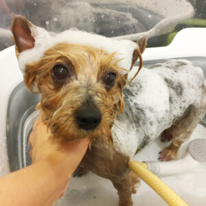 ジャッキーちゃんシャンプー中