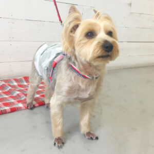 ジャッキーちゃん施術後