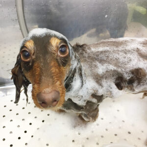 凜ちゃんシャンプー中