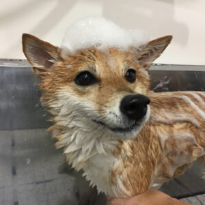 マルちゃんシャンプー中