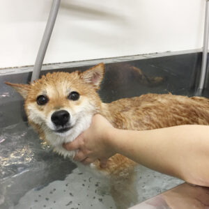 マルちゃんスパ中