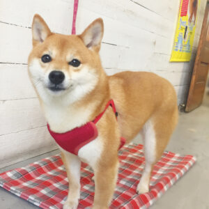 マルちゃん施術後