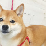 マルちゃんアイキャッチ