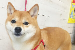 マルちゃんアイキャッチ