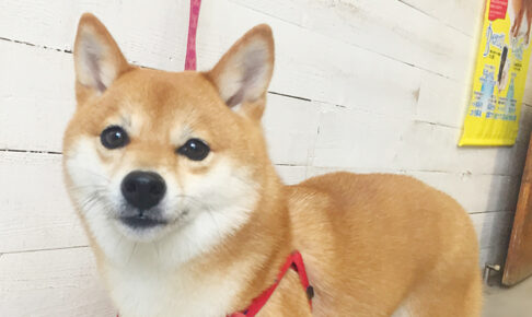 マルちゃんアイキャッチ