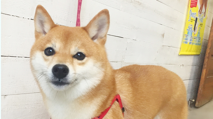 マルちゃんアイキャッチ