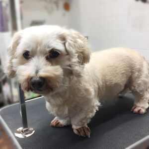 こむぎちゃんカット前