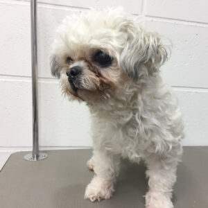 あずきちゃんカット前