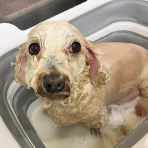 こむぎちゃんシャンプー中