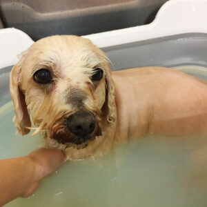 こむぎちゃん薬用浴中