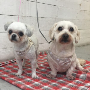 こむぎちゃんあずきちゃん施術後