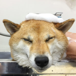 モモちゃんシャンプー中