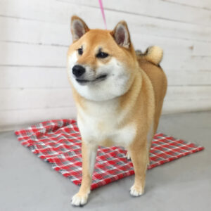 モモちゃん施術後