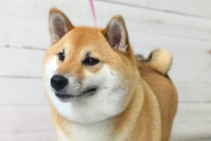 モモちゃんアイキャッチ