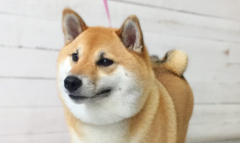 モモちゃんアイキャッチ