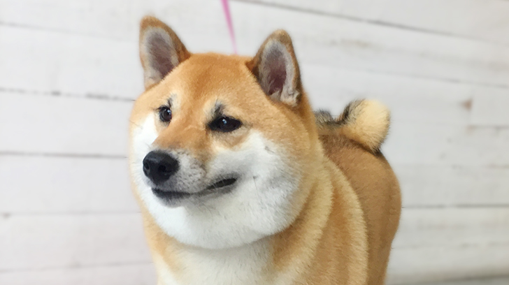 モモちゃんアイキャッチ