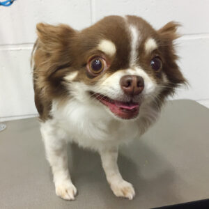 チョコちゃんカット前