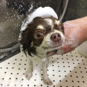 チョコちゃんシャンプー中