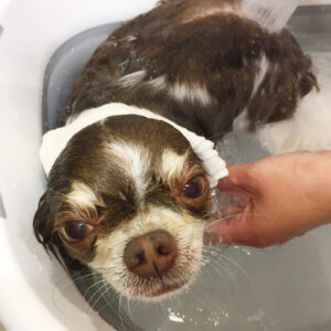 チョコちゃんスパ中