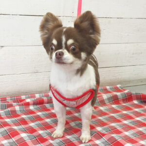 チョコちゃん施術後