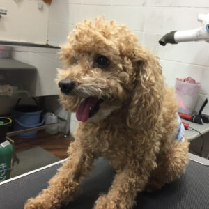 よろしくトイプー