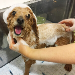 シャンプートイプー