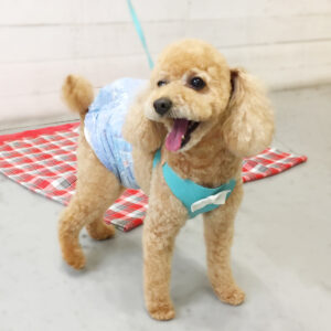 仕上がりトイプー