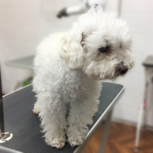 よろしくトイプー